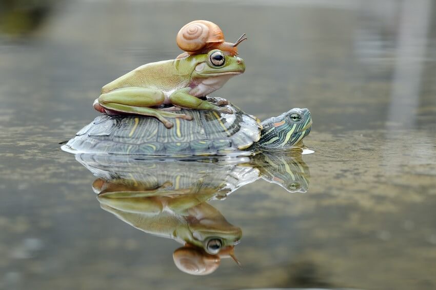 A snail on top of an Australian tree frog&rsquo;s head, which is on top of the shell of a terrapin that is partially submerged in water.